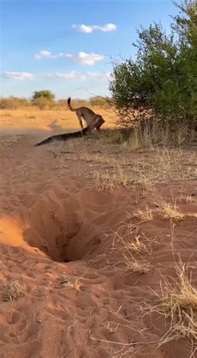 Lizard Steals Dinner! The Hunter Becomes the Hunted! 😲 사냥꾼은 따로 있다! 도마뱀이 치타의 저녁을 훔치다니! 🤯 #Cheetah