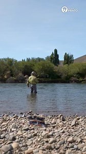 RIO Skagit Mini Max GameChanger es la versión liviana y corta de las populares cabezas RIO InTouch Skagit Max GameChanger. Estas cabezas son el sistema ideal para lanzar moscas grandes y puntas de hundimiento en cañas de una mano y cañas livianas de dos manos con una facilidad excepcional. Su conicidad única proporciona una carga profunda en la caña para lances largos, mientras que su potente conicidad frontal proporciona la fuerza suficiente para transferir todo el peso necesario para girar la 