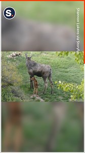 Amazing footage of a newborn moose! | storyful