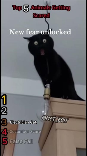 Top 5 Animals Getting Scared