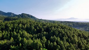 Aerial view of pine trees in the forest | Premium Stock Video Footage