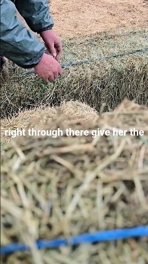 How to cut hay bale twine without knife #hack #howto #amazing