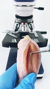 891K views · 454 reactions | #chicken #chickenlover #microscope #facebookvideo #facebookpost #foryourpage #viral #Amazing # | Microscope Under | Facebook