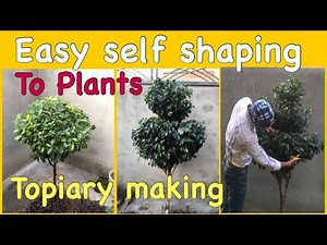 topiary shaping| topiary making| easy topiary garden ideas| plant shaping techniques| ficus design