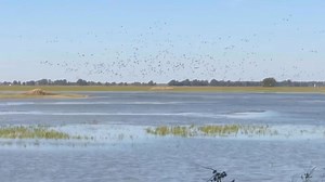 I Cant Wait 😊 just a couple Weeks away. Avery Outdoors JEBS Choke Tubes Banded Gear Avery Superstore Greenhead Gear Good Girl Outfitters e | Twist’em Up Guide Service