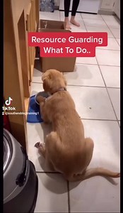 24K views · 247 reactions | Resource guarding, what to do and what not to do! ❤ ++ Flash Sale on the Website! First month 50% off! Just £5.99 for your first month in our vip group! Discount code: SDT50 at checkout ++  Hurry valid for February only! Www.southenddogtraining.co.uk | Southend Dog Training | Facebook