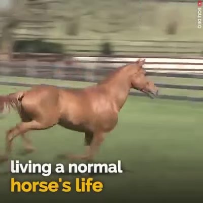 In a hospital in Calais, France, a 15-year-old stallion named Peyo quietly walks from room to room, offering comfort to patients in palliative care. Nicknamed “Doctor Peyo,” this former show horse has become a gentle companion to those facing the final stages of life. Peyo isn't just any therapy animal. #AnimalConnection #Horse #Peyo | Care Champions