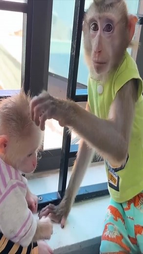 7.8K views · 438 reactions | How Monkey Kaka Assists Her Mother with the Trash | Macaque Video | Facebook