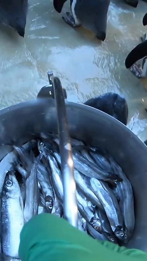 pov youre a delicious penguin snack penguin fish snack animals | Oregon Zoo