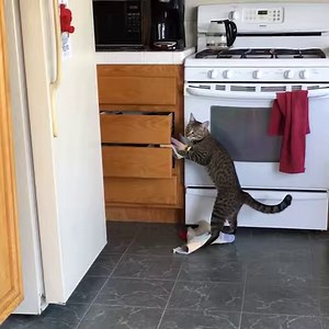 10M views · 39K reactions | Sunday scaries got these cats feeling so cranky  | Try Not to Laugh | Facebook