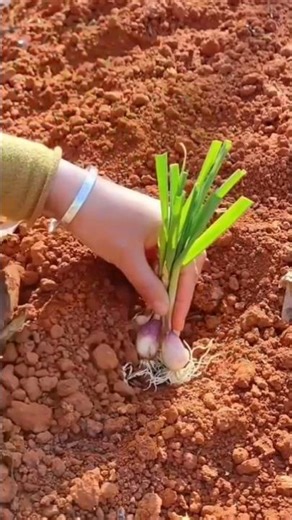 to Plant Onion or Scallion Seedlings in Rich Garden Soil