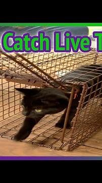 How to Use a Tru Catch Humane Live Animal Trap! #catrescue | Butterfrog Farms #17