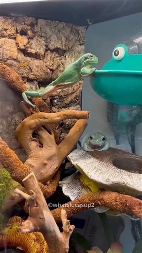 Dumbby the Giant Frog YouTuber 🐸📹#Frog #Animals #Viral #Shorts #Cute