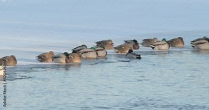 Mallard wild duck - Anas platyrhynchos in winter river. dabbling duck that breeds throughout the temperate and subtropical Americas, Eurasia, and North Africa.