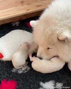 3.2M views · 50K reactions | We couldn’t have a video on poppet...