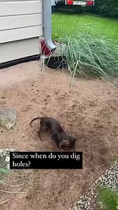 2.8M views · 10K reactions | my hole damn it! 藍 #dapplepuppy #dappledachshund #dachshundoftheday | Rain Hodge | Facebook