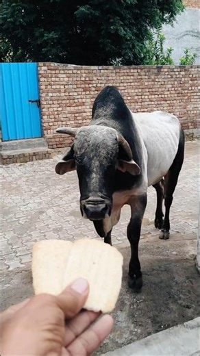 Feeding Biscuits to a Giant Bull! 🍪🐂 #AnimalLovers #shorts #bullfeeding