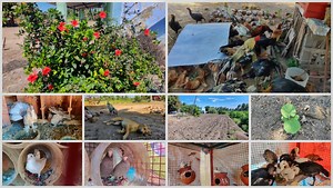 10K views · 670 reactions | Pets farm tour | பண்ணையை சுற்றலாம் வாங்க | veetu thottam | விவசாய நண்பன் - Vivasaya Nanban | Facebook