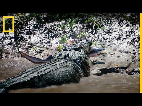 Duelo animal. COCODRILO vs. TIBURÓN SARDA| National Geographic en Español