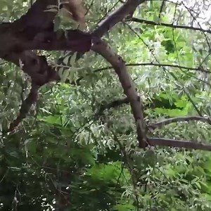 286K views · 2.7K reactions | This guy figured out the most creative way to pull his daughter's loose tooth. Hilarious! | Todd Chrisley | Facebook