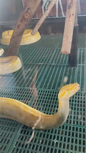 We Saw a Yellow Python Inside Noah’s Ark 😳🐍 You Won’t Believe This! Amaya CDO Tour