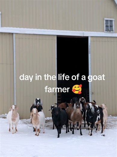 A Day in the Life of a Goat Farmer in Wisconsin