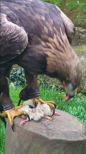 GOLDEN EAGLE FEEDING