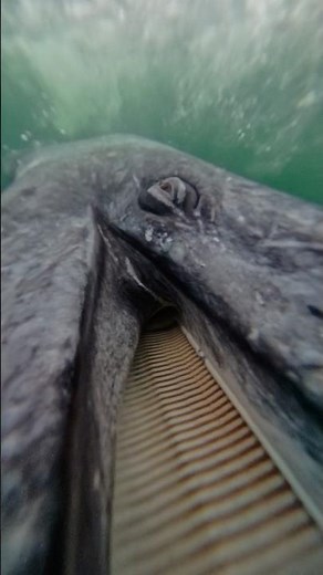Have You Ever Seen Whale Teeth?