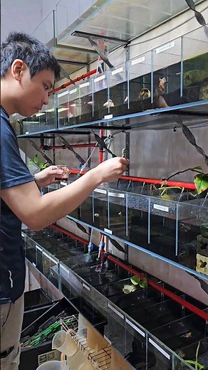 Ultimate Betta Fish Feeding Guide