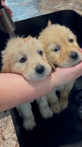 These Golden Retriever puppies are so well-behaved 😭 | Good Dog
