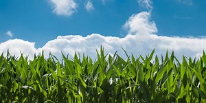 Yeast Engineered to Produce Biofuel from Previously Unusable Biomass | Earth And The Environment