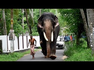 ആശാൻ ഓടിയാൽ ആനയും ഓടും | Chullipparambil vishnushankar Elephant Run With Ashan