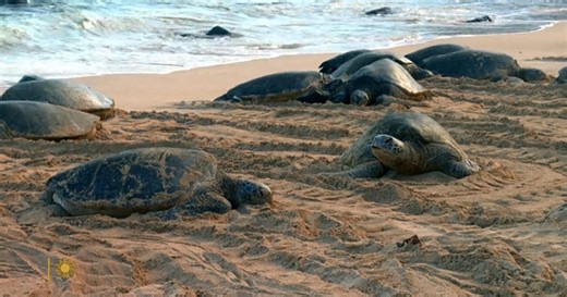 Nature: Turtles in Hawaii