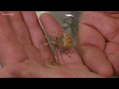 9-year-old girl finds biggest cat-faced spider in Colorado, wins contest