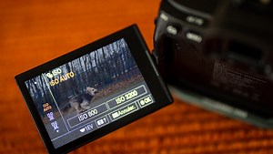 How to Use the Auto ISO Setting in the Best Possible Way
