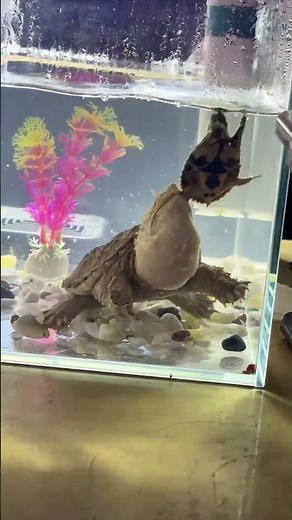 "Baby Alligator Snapping Turtle vs. Baby Softshell Turtle"