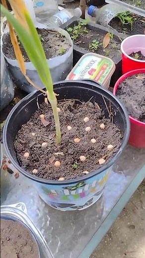 how to plant chickpeas/garbanzo beans in a pot or container