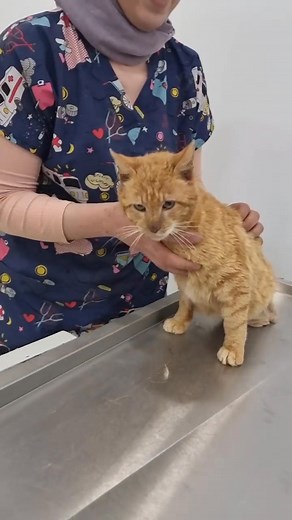 #catsofinstagram #vettechstudent #catlovers | Vetpati