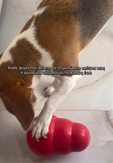 Οσο για το παιχνίδι μας λέγεται KONG και είναι κατά του άγχους & στρες όταν μένουν μόνα τους στο σπίτι ! Οταν ήταν κουτάβι η Σκαρλετ μας είχε βολέψει αρκετά ! #antistress #beagle #fyp #fy #φυπ