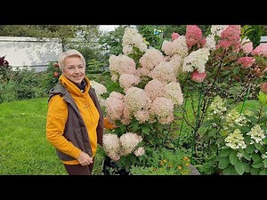 ГОРТЕНЗИИ МОЕГО САДА - почему именно эти сорта?