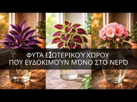 20 φυτά εσωτερικού χώρου που ευδοκιμούν μόνο στο νερό