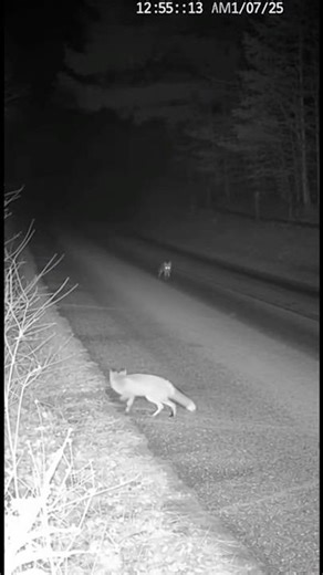 Terrifying Night CCTV Footage Caught on Camera