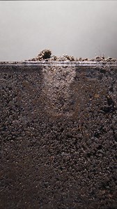 Broad Bean Root Growth https://boxlapse.info/ | Boxlapse