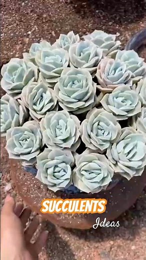 How to make a succulent arrangement for garden
