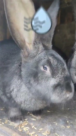 Why do rabbits die in winter?