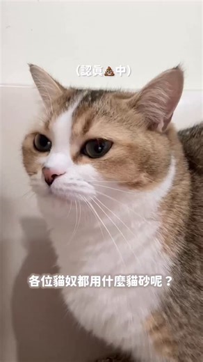 桃桃🍑 on Instagram: "你們是礦砂派還是豆腐砂派❔ 一直都用礦砂的我們太晚才發現豆腐砂的好XDDD 這款果木砂我們用了兩個月 聞起來不是奶味也不是香精味，是非常天然的香氣～ 因為它是使用蘋果木做成的貓砂🍎（超酷 蘋果木烘烤過後形成奈米微孔結構 剛好可以鎖住臭味、防止異味擴散！ 除此之外還加了日本專利柿子萃取&除臭益生菌 能有效將臭味從源頭分解👍🏻 貓貓有埋砂就幾乎不會被臭到，連桃爸也認證🤣 總共有三個味道，我們用的是原味 （還有紓壓薰衣草跟護掌天竺葵可以選擇） 這兩個月用下來除臭、凝結我們都蠻滿意💖 1/31前在 @realpower_global 官網購買 兩入組果木砂輸入【ppp2】送鱉肉泥一盒（口味隨機） 六入組輸入【ppp6】再多送果木砂一包！ #瑞威 #瑞威寵糧 #果木砂"