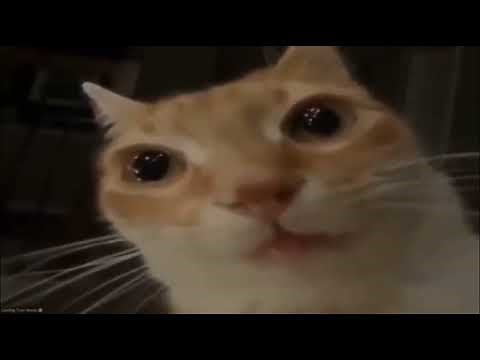 meme de gato mirando fijamente extendido