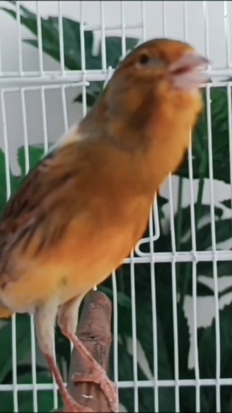 chant canaries singing canaris 592 تغريد الكناري #birds #canary #طيور #birdsong #اكسبلور #lovebirds