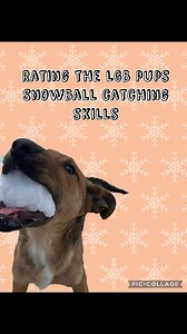 9K views · 344 reactions | ❄️rating the gray barn pups snowball...