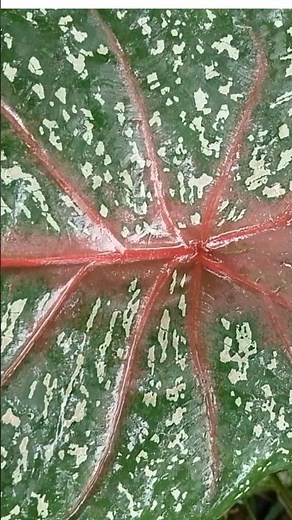 The Red-Veined Caladium Leaf" 🌿❤️